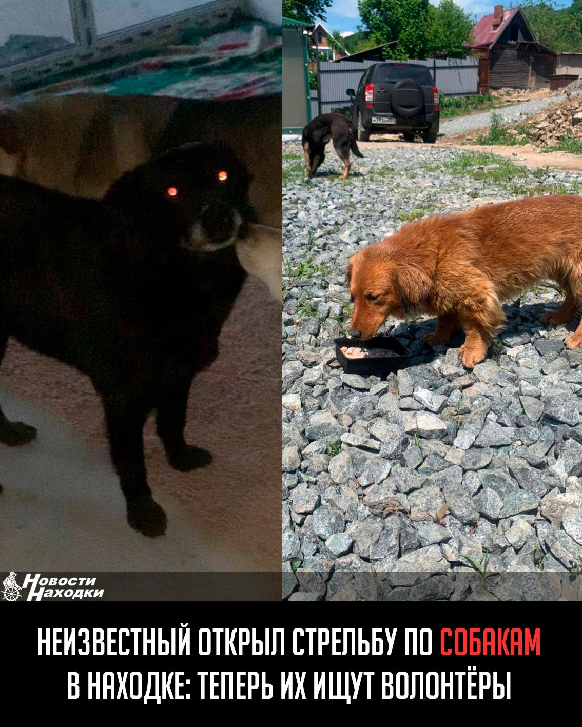 В Находке на улице Лучистой неизвестный человек начал стрелять по собакам, которые жили за забором у дома. В результате нападения пропали три собаки, а четвертая, оставшаяся на месте, теперь находится в опасности.  По словам местной жительницы, собаки жили в будках за забором уже два года. Они были дикими, и поймать их было практически невозможно. Однако последнюю неделю неизвестный мужчина, проезжая мимо в одно и то же время, начал стрелять по животным. Возможно, именно это заставило собак уйти в поисках безопасного места.  Теперь волонтёры и местные жители разыскивают пропавших питомцев. Среди них: Рыжий кобель  похож на таксу, но более пушистый ; Пожилая собака с онкологией; Молодой чёрный кобель со стоячими ушками  его фото нет .  Тех, кто видел собак или знает что-то об их местонахождении, просят связаться по телефону: 89147137540.