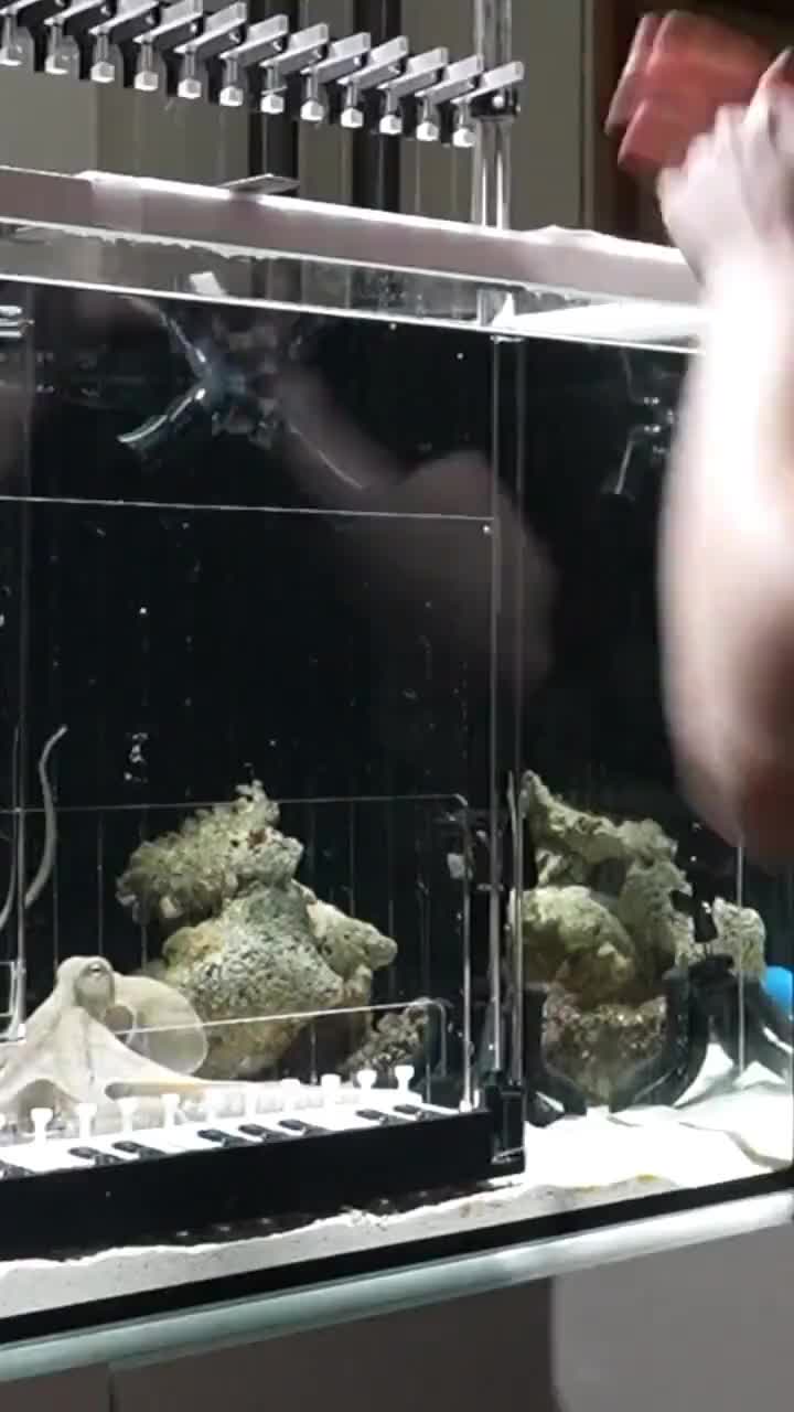 Швед обучил осьминога Такояки игре на мини пианино