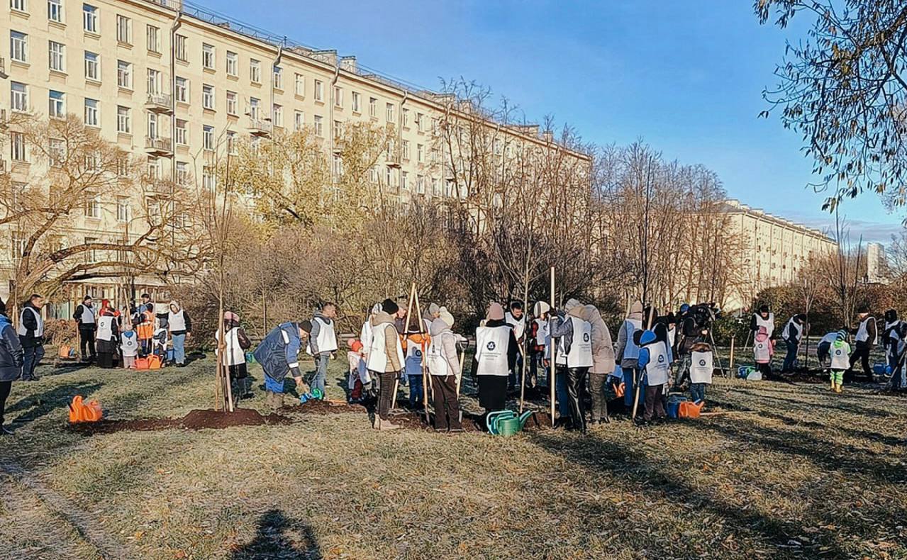 На проспекте Юрия Гагарина высадили 20 виргинских черёмух   Весной они обильно цветут, а осенью листья приобретают яркий бордовый оттенок.