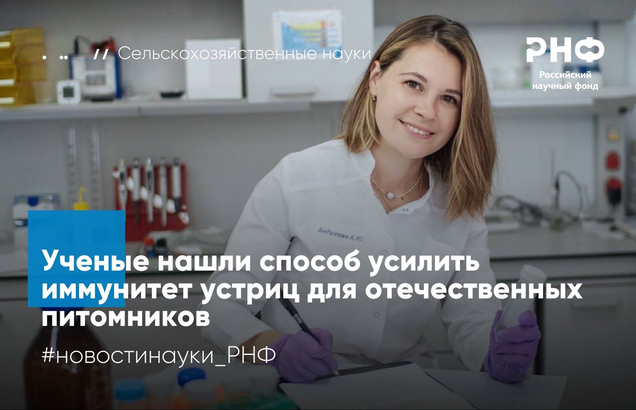 Ученые Института биологии южных морей имени А О Ковалевского РАН нашли способ укрепить здоровье устриц в питомниках с помощью биологически активных пигментов зеленой микроводоросли спирулины Благодаря гранту Российского научного фонда исследователи впервые изучают иммуномодулирующие и антиоксидантные свойства экстракта фикобилипротеинов который можно использовать как кормовую добавку для устрицы Magallana gigas   Проблема получения молоди устриц на Черноморском побережье России связана с тем что Magallana gigas здесь в природе не встречается а импортный спат плохо приживается В период размножения взрослых особей содержат в бассейнах питомников что вызывает у них стресс и снижает эффективность воспроизводства Поэтому подбор кормовых добавок для маточного стада становится ключевым фактором успешного развития отечественной аквакультуры В ходе экспериментов ученые ФИЦ ИнБЮМ определили безопасные концентрации экстракта фикобилипротеинов и показали его выраженное положительное воздействие на иммунную систему устриц Уже через 2 3 дня после введения добавки в рацион отмечался рост активности клеточного иммунитета а высокие дозировки давали эффект всего за сутки При этом экстракт оказался крайне малотоксичным Такой результат особенно важен поскольку позволяет быстро устранять последствия окислительного стресса возникающего у моллюсков при перемещении из естественной среды в питомники   Следующим этапом проекта станет исследование антиоксидантных свойств экстракта и оценка эффективности протекторных свойств пигментов спирулины для организма устрицы Результаты опубликованы в Marine Drugs Подробнее в материале ТАСС новостинауки РНФ сельскоехозяйство