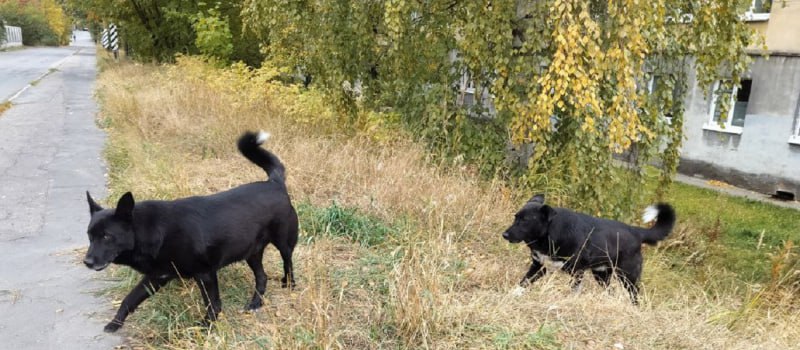 Собаки напали на ребёнка в Сегеже По данным СМИ на улице Карельской стая безнадзорных животных набросилась на 11 летнего мальчика Отбить школьника удалось прохожим Жители города снова говорят о проблеме бродячих собак По факту произошедшего Следком России возбудил уголовное дело о халатности Председатель СКР Александр Бастрыкин взял ход расследования на контроль и поручил представить доклад о ходе проверки и установленных обстоятельствах случившегося Источник Ранее покусанная собаками пенсионерка из Карелии добилась компенсации в 100 тысяч рублей
