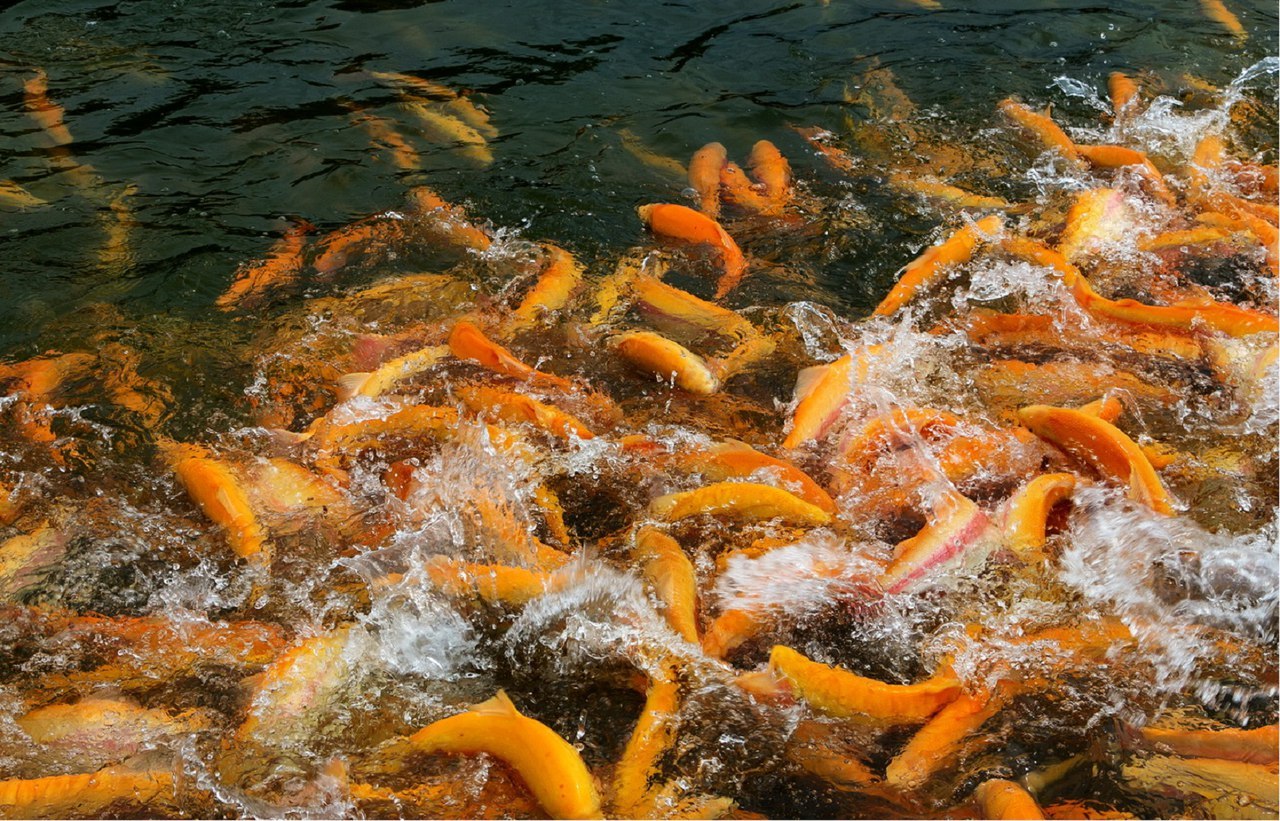 Форели в Дагестане в 2025 году станет вдвое больше Рыбоводы Дагестана в 2025 году планируют произвести 1 3 тыс тонн форели сообщили в комитете по рыбному хозяйству республики  В 2024 году в республике было выращено 656 тонн форели Таким образом в текущем году планируется нарастить объемы вдвое За 9 месяцев 2025 года выращено 995 тонн форели что более чем в 2 4 раза превышает аналогичный показатель 2024 года Так увеличение объемов производства форели связано с развитием внутреннего рынка и инвестиционного проекта ООО Ирганайская форель в Унцукульском районе Канал Экономика Дагестана