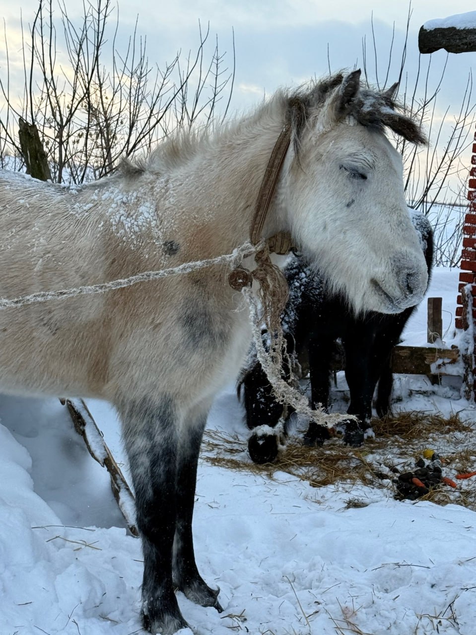 Ветеринары Удмуртии проверили лошадей в деревне Кашабеги после жалоб зоозащитников Напомним Альянс защитников животных сообщил в соцсетях что лошади живут в открытом поле добывая корм из под снега После публикаций в соцсетях хозяин перевел их к заброшенной постройке где животные остаются на привязи Как сообщает Главное управлении ветеринарии Удмуртии специалисты выехали на место Во время проверки они не обнаружили у животных оставленных на морозе признаков болезней или критического истощения Владельцу разъяснили обязанности по содержанию Дело передали в Россельхознадзор Состояние лошадей проверят повторно на следующей неделе Однако в соцсетях неравнодушные жители Удмуртии недовольны таким ответом Они требуют опубликовать официальный документ осмотра в котором будет сказано на каком основании дали такое заключение Фото Альянс Защитников Животных Ижевск
