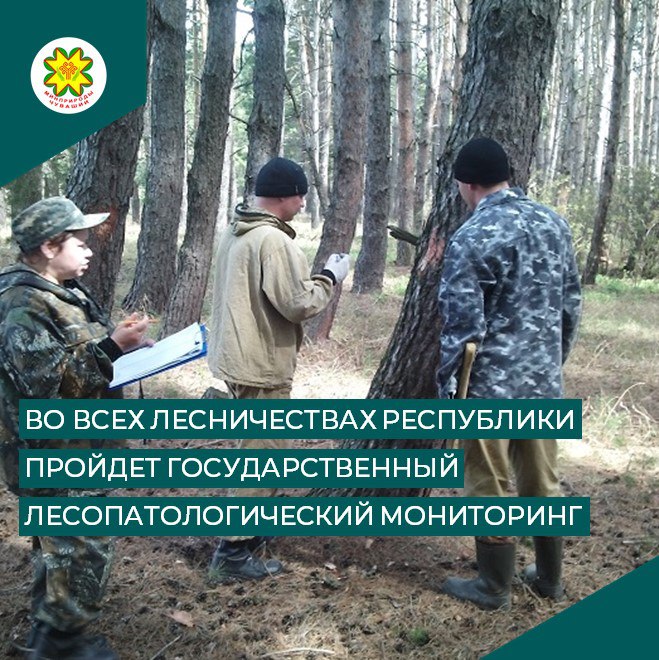 В Чувашии обследуют леса на площади более 5 тысяч гектаров Специалисты филиала ФБУ «Рослесозащита» — «ЦЗЛ Чувашской Республики» начали масштабные лесопатологические обследования на территории региона. Работы охватят 288 постоянных пунктов наблюдений и 217 типологических групп насаждений. Цель мероприятий — комплексная оценка санитарного и лесопатологического состояния лесов Чувашии. Это поможет определить участки, нуждающиеся в уходе и защите, и оперативно среагировать на риски. Особое внимание уделено зонам с повышенной численностью вредителей. На таких участках сформировано 33 маршрута надзора общей площадью 5400 гектаров. В течение вегетационного периода там будут проводиться глазомерные, детальные и феромонные обследования. Также специалисты изучат 95 участков общей площадью 482,1 га, где ранее были зафиксированы повреждения леса.