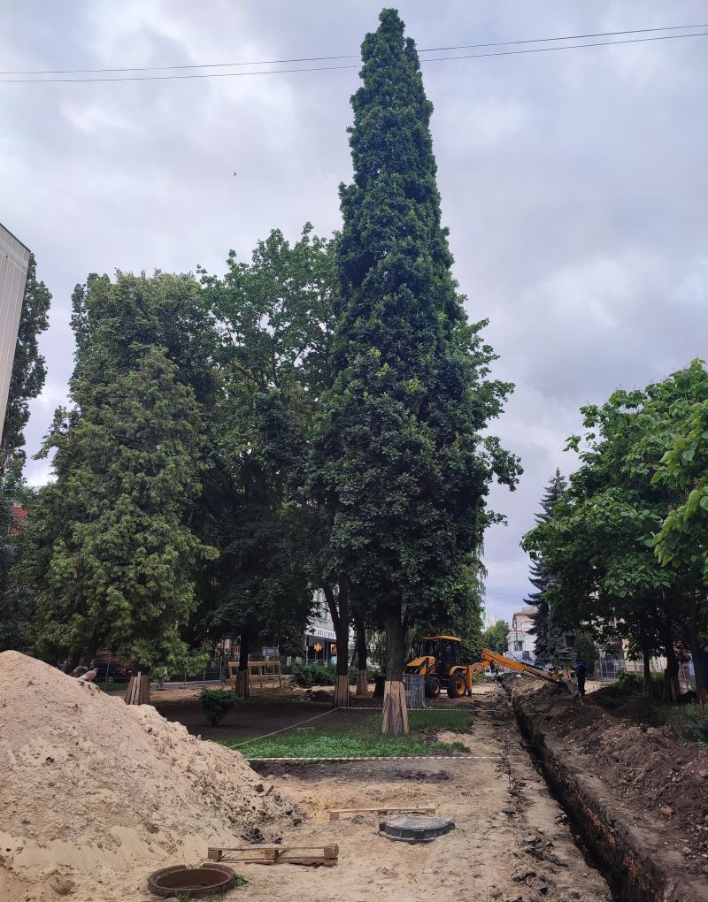 Воронежский дуб на Карла Маркса останется в безопасности Краевед Ольга Рудева выразила тревогу по поводу судьбы пирамидального дуба во время реконструкции улицы Карла Маркса, опасаясь, что дерево окажется в тесном окружении плитки. - Это благоустройство или злоустройство? Мы должны этому помешать, - заявила она. Мэр Сергей Петрин оперативно отреагировал на обращение. По его словам, вокруг дерева сохранят открытый газон площадью 15 квадратных метров, а минимальное расстояние до плитки составит 5 метров. - Со стороны лавочки пространство у дерева расширим до полутора метров, - пообещал градоначальник.