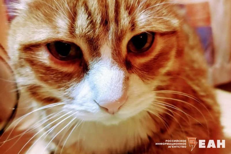 Любимых литературных животных назвали россияне Коты признаны самыми любимыми литературными персонажами россиян Опрос проведенный книжным сервисом Литрес банком ВТБ и сервисом LiveLib показал что Чеширский Кот из Алисы в Стране чудес стал фаворитом 38 респондентов На втором месте Кот ученый 24 из Руслана и Людмилы а третью строчку занимает Кот в сапогах 23 из Сказок моей матушки Гусыни В русской литературе также лидируют кошачьи персонажи Матроскин из Дяди Федора пса и кота 47 Кот Бегемот из Мастера и Маргариты 43 и котенок Гав 37 из книги Григория Остера Судя по результатам исследования любимые животные россиян коты из сказок и классических произведений В топе нет ни одной собаки Образ кота в мировой культуре многогранен и разнообразен комментирует шеф редактор группы компаний Литрес Екатерина Писарева ЕАН в MAX ЕАН в VK