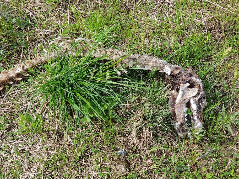 Конец ПРОСТОПИПА Вынесен приговор по уголовному делу в отношении создателя приоритетного инвестиционного проекта ПИП Поморский лесной технопарк Горяева Финал масштабных незаконную рубок леса под видом инвестпроекта Соломбальский районный суд вынес приговор по уголовному делу в отношении генерального директора ООО Поморский лесной технопарк Его обвиняли по ч 3 ст 260 УК РФ Незаконная рубка лесных насаждений совершенная лицом с использованием своего служебного положения в особо крупном размере ч 2 ст 201 УК РФ Злоупотребление полномочиями Таков финал красивого инвестпроекта который в руках массовиков затейников превратился в мутную схему по отжатию у государства сотен тысяч кубометров леса В результате лесному фонду РФ был причинен ущерб в размере свыше 3 5 млрд рублей Суд согласился с мнением гособвинителя о виновности Горяева и назначил ему наказание в виде 3 лет 6 месяцев лишения свободы с отбыванием в исправительной колонии общего режима с лишением права заниматься лесозаготовительной деятельностью сроком на 1 год 6 месяцев Кроме того суд удовлетворил иск о взыскании с виновного суммы ущерба причиненного преступлением Вот оно ЭХО эпохи губернатора Орлова мы про истории с ПИП писали ещё в 2016 году Граждане замутившее всё это были из политики депутаты Славились копеечными делами но делая копеечные дела политики творили бизнес на сотни миллионов Итак рассмотрим что такое был изначально ООО Поморский лесной технопарк который на халяву то есть без конкурса получил леса с арендной платой в половину стоимости Действие развивалось так Приказом Министерства промышленности и торговли РФ 1625 от 18 августа 2014 года инвестиционный проект ООО Поморский лесной технопарк Организация глубокой переработки древесины изготовление биотоплива строительство котельных работающих на древесном сырье включён в перечень приоритетных инвестиционных проектов в области освоения лесов Тогда в 2014 году по данному инвестпроекту ООО Поморский лесной технопарк брало следующие основные обязательства привлечение инвестиций в размере 303 млн рублей в виде заёмных средств для приобретения оборудования и техники строительства зданий в соответствии с целями проекта создание 308 рабочих мест Проектом предусмотрено строительство лесных дорог увеличение налоговых поступлений в бюджет и прочее Красиво затейливо и заманчиво Инвестпроект массовиков затейников из Поморского лесного технопарка обещали реализовать до 2017 года Тогда было объявлено что в случае реализации инвестпроекта ООО Поморский лесной технопарк получает в аренду на 49 лет лесные участки общей площадью около 249 тысяч га с ежегодным объёмом заготовки древесины в размере 271 тысяч кбм Массовики затейники заманчиво расписали уникальность проекта не только для Архангельской области Дескать проект объединяет 18 предприятий малого и среднего бизнеса Плесецкого Каргопольского Коношского Красноборского и Шенкурского районов которые являются учредителями ООО Поморский лесной технопарк и претендуют на получение своей части от указанного объёма лесосеки Идея его создания состояла в том что если предприниматели не могут реализовать инвестпроект на 300 млн рублей этот минимальный порог определён законодательством для приоритетных инвестпроектов в одиночку следует скомплектовать один большой инвестпроект из нескольких малых Молва говорила что у истоков создания указанного инвестпроекта стояли экс директор областного департамента экономического развития времён губернаторства Орлова Это бесспорно умные люди которые в то время были при власти Продолжение читайте на сайте