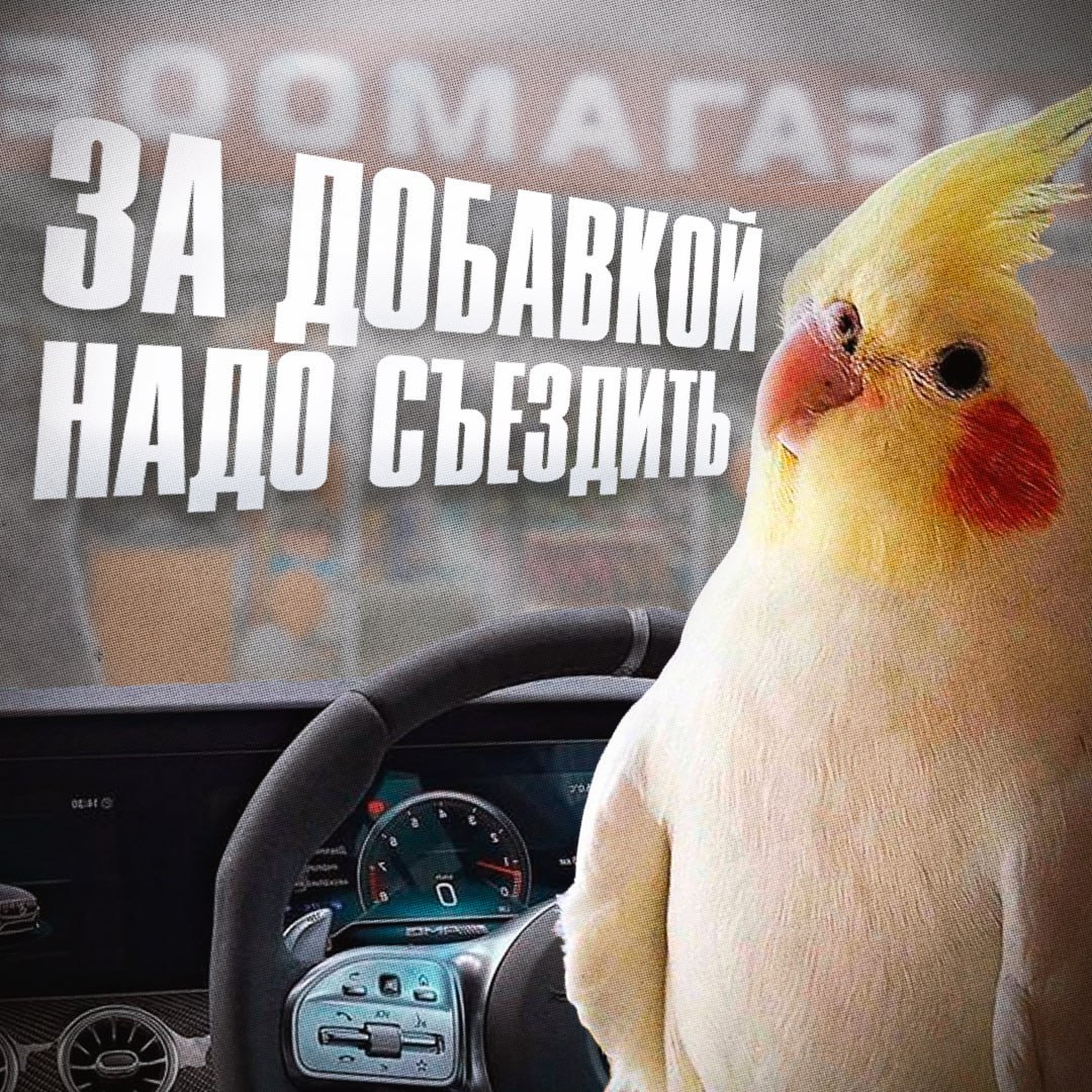 Птичий обед стоил прав петербуржец съел корм для попугаев и оказался под кайфом После ДТП на КАД петербуржец 16 часов ждал полицию и проголодавшись съел корм для попугаев Прибывшие инспекторы отправили его на медосвидетельствование в крови обнаружили следы каннабиноидов Водитель заявил что накурился конопляным семенем из корма но экспертиза не подтвердила наличие запрещённых веществ Суд не поверил лишил прав на 1 год и 7 месяцев и назначил штраф 45 тысяч рублей Читай нас в MAX Читай нас в Telegram