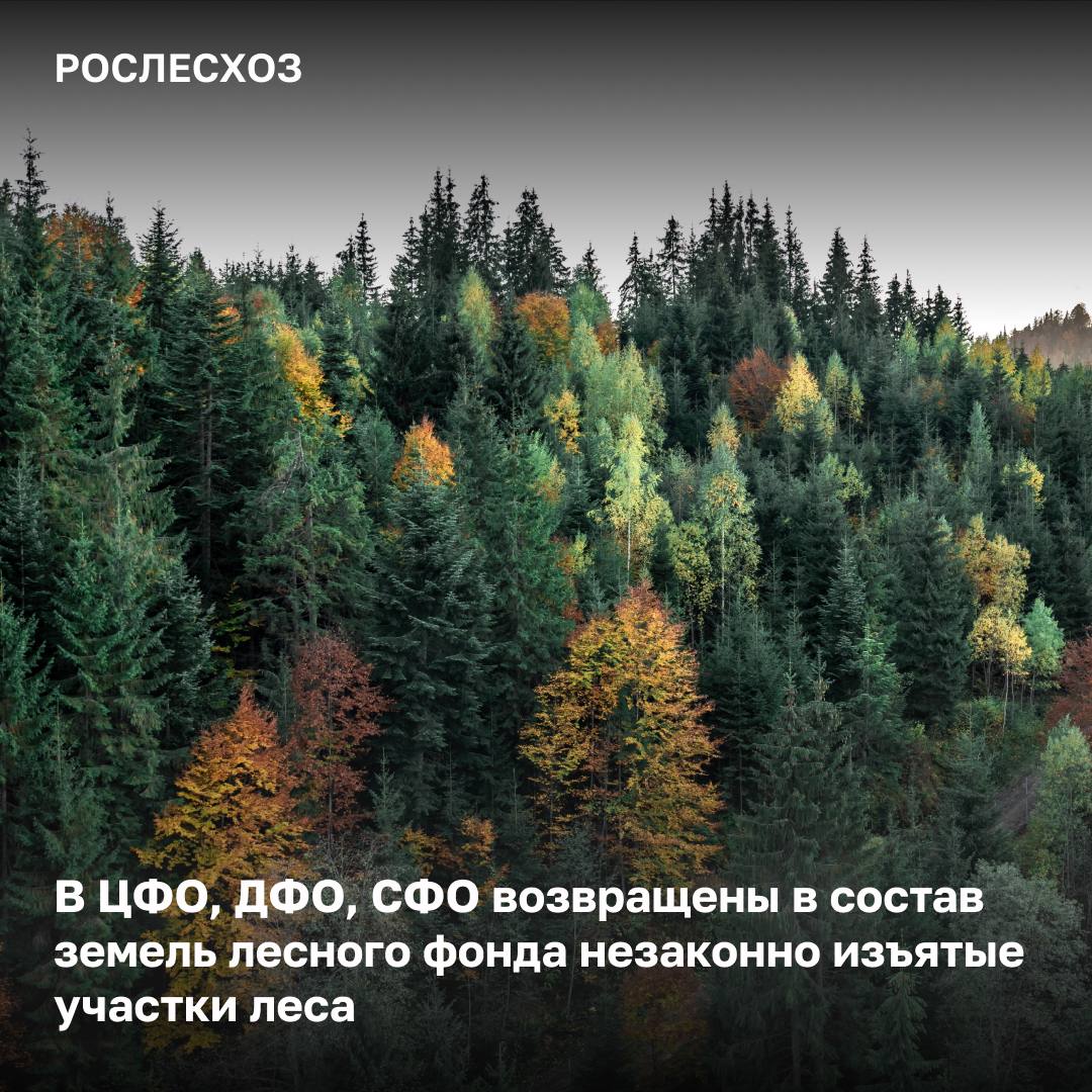 Региональные арбитражные суды и суды общей юрисдикции поддержали заявления Рослесхоза и вернули в государственную собственность незаконно изъятые участки леса общей площадью 1,2 тыс. га.    В исках к физическим и юридическим лицам ведомство требовало изъять участки из незаконного владения. Решения судов вступили в законную силу.  «В состав земель лесного фонда возвращены лесные участки на территории ЦФО, ДФО, СФО общей площадью 1,2 тыс. га. Напомню, что ключевая задача ведомства – защита и сохранение лесов России и если лесной участок был незаконно изъят из государственной собственности, то его необходимо обязательно вернуть в состав земель лесного фонда. Для этого мы обращаемся в суды с исками для признания действий ответчиков по распоряжению землями лесного фонда незаконными», - сказала Начальник Управления правового обеспечения и использования лесов Рослесхоза Елена Бородавкина.    В III квартале в состав земель лесного фонда возвращены в судебном порядке лесные участки общей площадью 1055 га и в добровольном порядке - на территории ДФО - 158 га, после подачи территориальным органом агентства исков к администрациям муниципальных образований, ранее незаконно распорядившимся этими лесными участками.