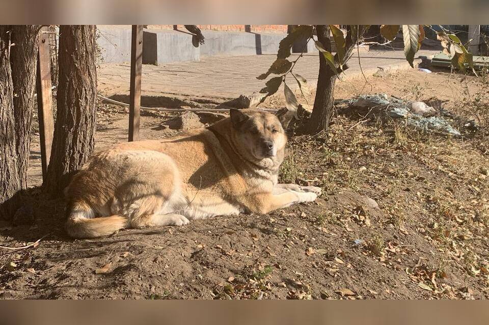 Жители посёлка Кадала сообщили о стаях бродячих собак которые пугают местных жителей Люди рассказывают что боятся выходить из домов и особенно тревожатся за детей рядом находятся школа и детский сад Что происходит вообще Почему люди должны идти и бояться Бояться за себя а самое страшное за наших детей Когда мы будем жить и не оглядываться возмущаются местные жители В мэрии Читы подтвердили что отлов безнадзорных животных временно приостановлен По словам представителей администрации деньги по муниципальному контракту были полностью освоены В настоящее время комитетом городского хозяйства объявлен аукцион на заключение нового контракта по отлову и содержанию безнадзорных животных После определения подрядной организации отлов будет возобновлён уточнили в ведомстве