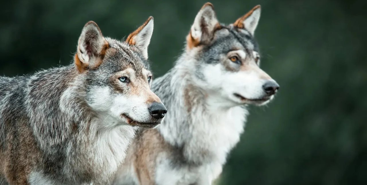 Дикие волки научились использовать орудия труда найдены первые в мире доказательства Исследователи считают что им удалось заснять невероятные кадры которые являются доказательством того что дикие волки научились использовать орудия труда Поведение хищников демонстрирует высокий уровень когнитивных способностей но ученые все еще спорят Подробнее читайте в нашей рубрике Фокус Наука