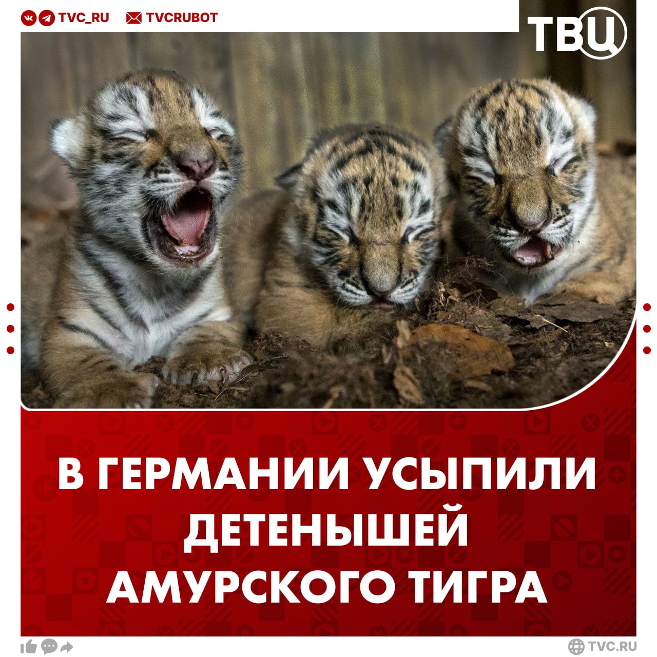 Трех новорожденных амурских тигрят усыпили в зоопарке Германии  В среду амурская тигрица Юшка впервые стала матерью. Но она быстро потеряла интерес к детенышам и перестала их выкармливать. Руководство зоопарка решило, что лучшим решением станет усыпить тигрят.   Пресс-служба немецкого зоопарка выразила надежду на то, что «полученный опыт поможет Юшке в следующий раз лучше выполнять материнские обязанности».