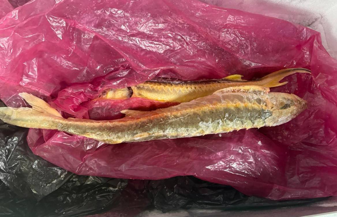 Житель Дербентского района предстанет перед судом по обвинению в незаконной добыче рыбы осетровых пород и незаконном хранении наркотических средств Прокуратурой города Дербент утверждено обвинительное заключение по уголовному делу в отношении жителя Дербентского района обвиняемого по ч 2 ст 228 незаконное хранение наркотических средств и ч 1 ст 258 1 УК РФ незаконная добыча водных биологических ресурсов По версии следствия в сентябре 2025 года находясь на берегу Каспийского моря вблизи села Белиджи Дербентского района обвиняемый незаконно выловил 2 экземпляра рыбы осетровых пород Вышеуказанные водные биологические ресурсы обнаружены и изъяты сотрудниками полиции в ходе проведения оперативно розыскного мероприятия в домовладении указанного лица где также обнаружены наркотические средства После утверждения обвинительного заключения уголовное дело направлено в Дербентский районный суд для рассмотрения по существу Кроме того прокуратурой города в защиту интересов Российской Федерации в суд направлено исковое заявление о взыскании суммы причиненного преступлением ущерба более 200 тыс рублей в доход федерального бюджета