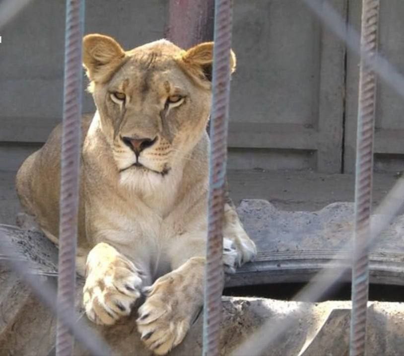 Вторую львицу сбежавшую из реабилитационного центра для диких животных в Хмельницком нашли По словам директора центра всё это время животное находилось неподалёку от зооуголка НАШИ РЕСУРСЫ Telegram Tik tok YouTube RUTUBE