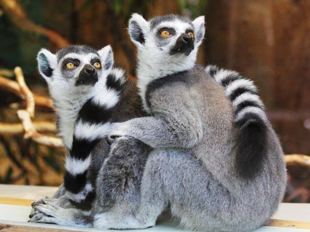 Лемурам снова вымирают Раньше они вымирали из за вырубки или выжигания лесов добычи полезных ископаемых и торговли дикими животными Теперь они оказались на грани исчезновения так как превратились в деликатес для богатых На Мадагаскаре который считается единственным местом где лемуры обитают в дикой природе обеспеченные слои населения покупают их мясо ради употребления в пищу По данным издания местные жители у которых есть лишние деньги утверждают что мясо лемуров питающихся фруктами сладкое на вкус и что употребление этих приматов в пищу способствует укреплению здоровья