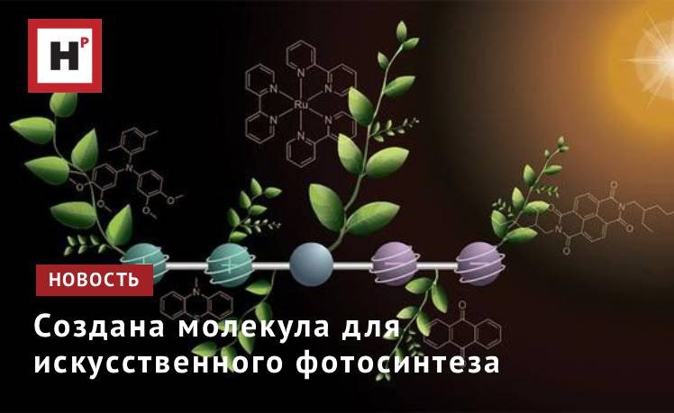 Исследовательская группа из Базельского университета в Швейцарии разработала молекулу созданную по образцу фотосинтеза растений под воздействием света она накапливает два положительных и два отрицательных заряда одновременно Цель состоит в том чтобы преобразовывать солнечный свет в углеродно нейтральное топливо Эта модель может стать ключом к созданию экологически чистого топлива поскольку исследователи работают над имитацией естественного фотосинтеза и использованием солнечного света для получения высокоэнергетических соединений При сжигании они будут выделять ровно столько углекислого газа сколько необходимо для производства топлива Другими словами они будут углеродно нейтральными Ученые разработали особую молекулу которая может одновременно накапливать 4 заряда под воздействием света 2 положительных и 2 отрицательных Фото Deyanira Geisnæs Schaad University of Basel Подробнее на портале Научная Россия кислород фотосинтез