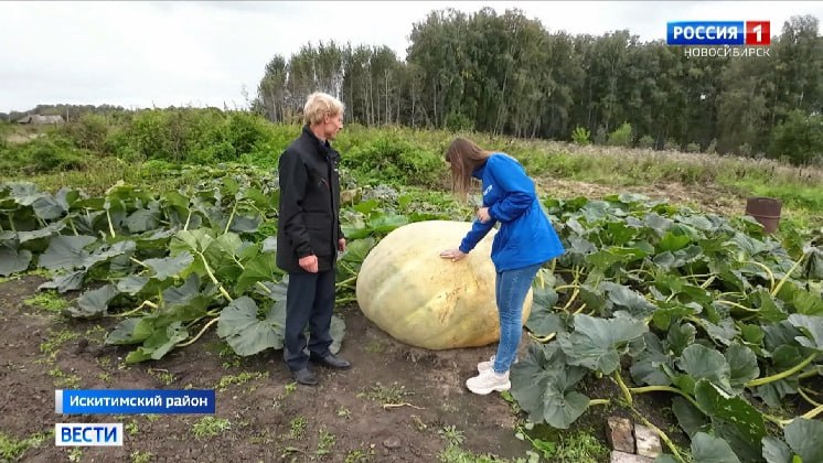 Учитель из Искитимского района вырастил тыкву-мутанта.  На огороде Артёма Ломакина появился вот такой гигант весом 600 кг. Мужчина систематически пытается вырастить огромные плоды. Первая мысль пришла ему в голову 3 года назад, тогда он вывел тыкву весом 435 кг.  А занимается он этим потому, что почти всё лето учителя не работают в школе, из-за чего появляется много свободного времени.  ℹ  «Тыквенный рекорд» был поставлен в 2016 году бельгийским фермером Маттиасом Вилемайном. Он вырастил тыкву весом 1 190 кг.  1  1  1  Отправить новость