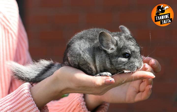 Столичный суд запретил распространять объявления о продаже шиншилл Иск подала столичная прокуратура Сотрудники ведомства обнаружили в открытом доступе ряд сайтов с объявлениями о продаже шиншилл в которых не были предоставлены сведения о законности добычи и оборота животных Шиншилловые нанесены в Красный список Международного союза охраны природы МСОП в категорию Вымирающий вид а также в Приложение I Конвенции о международной торговле видами дикой фауны и флоры находящимися под угрозой исчезновения СИТЕС Это означает что запрещается коммерческая международная торговля особями взятыми из дикой природы Главное здесь Подписывайтесь