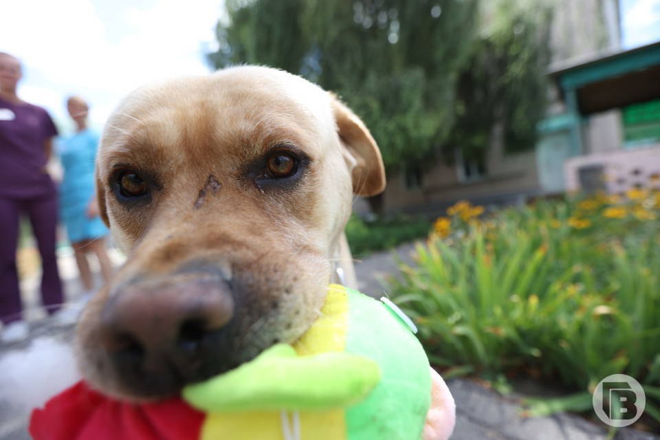 Мобильный ветеринарный комплекс для животных Донбасса и Новороссии создадут в Волгограде Проект будет реализован при поддержке Фонда президентских грантов Гранта удостоен Волгоградский областной благотворительный фонд защиты животных Дино Целью проекта является сокращение числа бездомных животных в ДНР ЛНР Херсонской и Запорожской областях а также оказание качественной ветеринарной помощи животным на освобожденных территориях