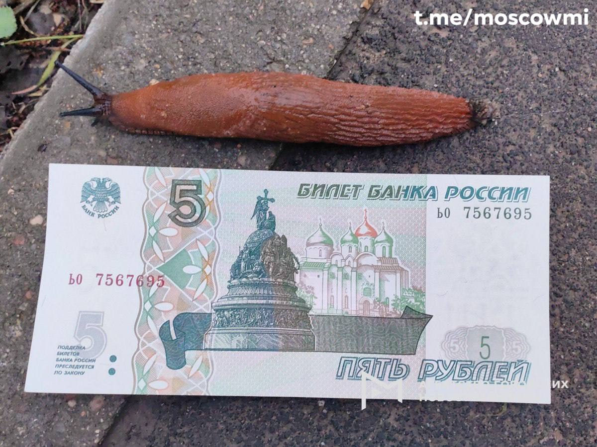 Огромных испанских слизней снова заметили в Москве. Для человека они не опасны, однако специалисты не советуют трогать их руками.