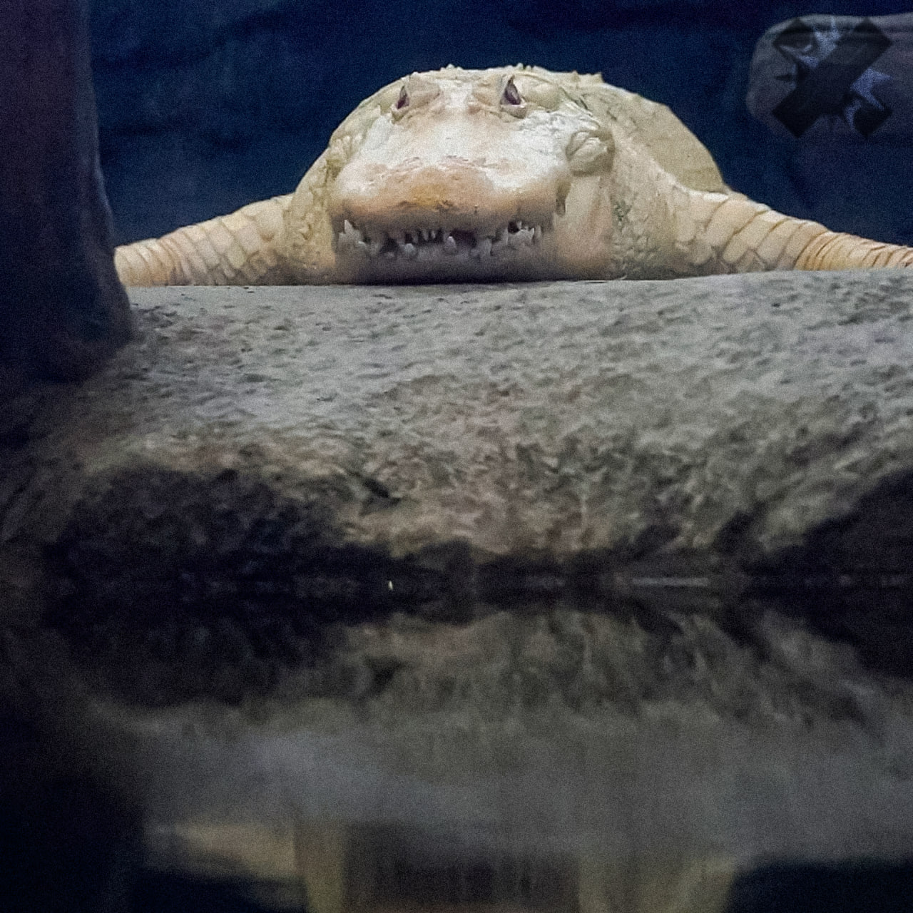 Редкий аллигатор альбинос Клод умер в возрасте 30 лет В США на 30 м году жизни умер аллигатор альбинос Клод у него обнаружили рак печени Последние недели он лечился от предполагаемой инфекции сообщил директор зоопарка Калифорнийской академии наук Шепард Клод был культурным символом участвовал в рекламе попадал в детские книги а его аквариум транслировали онлайн 24 7 F НМШ