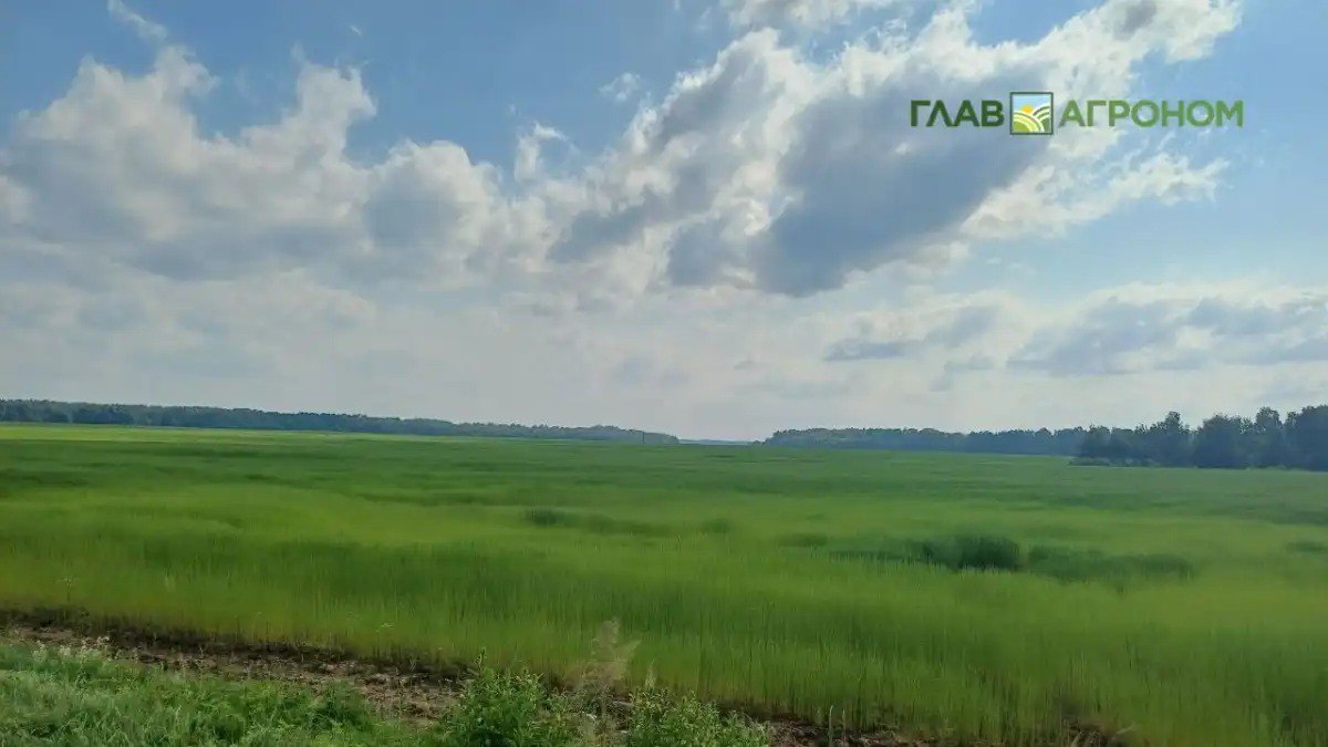 Предварительные итоги по сборам льна долгунца в 2025 году опубликовал Росстат Подробности в материале