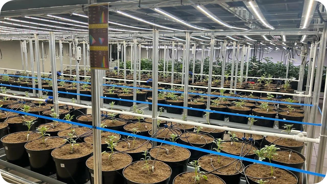 ОТКРЫТ СЕЛЕКЦИОННО СЕМЕНОВОДЧЕСКИЙ ЦЕНТР КАРТОФЕЛЯ Агропромышленный холдинг Мираторг запустил в Орловской области селекционно семеноводческого центр по картофелю мощностью 15 000 тонн семян в год Реализация проекта позволила создать 150 новых рабочих мест в сельской местности Научно лабораторная база проекта включающая лабораторию микроклонального размножения производительностью 100 тыс микрорастений в год лабораторию ПЦР тестирования для диагностики патогенов и тепличный комплекс была ранее развернута и успешно работает в Калининградской области Эта межрегиональная система где микроклональное размножение осуществляется в Калининграде а дальнейшее доращивание и хранение семенного материала на изолированных полях и новых мощностях в Брянской Тульской и Орловской областях минимизирует риски заражения В работе используются 4 продовольственных и 2 технических сорта картофеля Комплекс обеспечит надежное хранение семенного и товарного картофеля не только для нужд Мираторга но и для фермеров в рамках программ агроконтрактации Источник Мираторг времявперёд