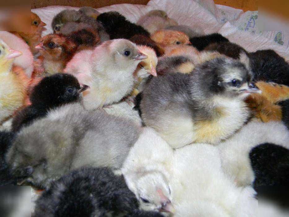 Птицеводческий кризис в Молдове из за украинских кормов Напомним что в Молдове уничтожено 110 тысяч цыплят и изъяты партии яиц из за обнаружения в импортированных из Украины кормах запрещённого метронидазола Ущерб предприятиям в Криулянах Чимишлии и Бричанах оценивается в 100 млн леев На данный момент импорт кормов из Украины приостановлен а ANSA готовит официальные разъяснения по поводу пропуска опасных веществ через границу Подпишись на Нетипичную Молдову