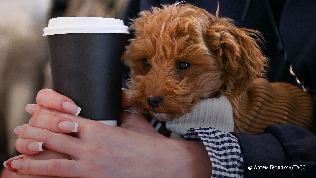 В московских музеях появятся специальные зоны для питомцев Об этом сообщили ТАСС в Департамента культуры В пилотную программу вошли Музей Москвы Московский музей современного искусства музей Николая Островского объединение Выставочные залы Москвы и музей Сергея Есенина Подпишись на ТАСС Москва в Мах