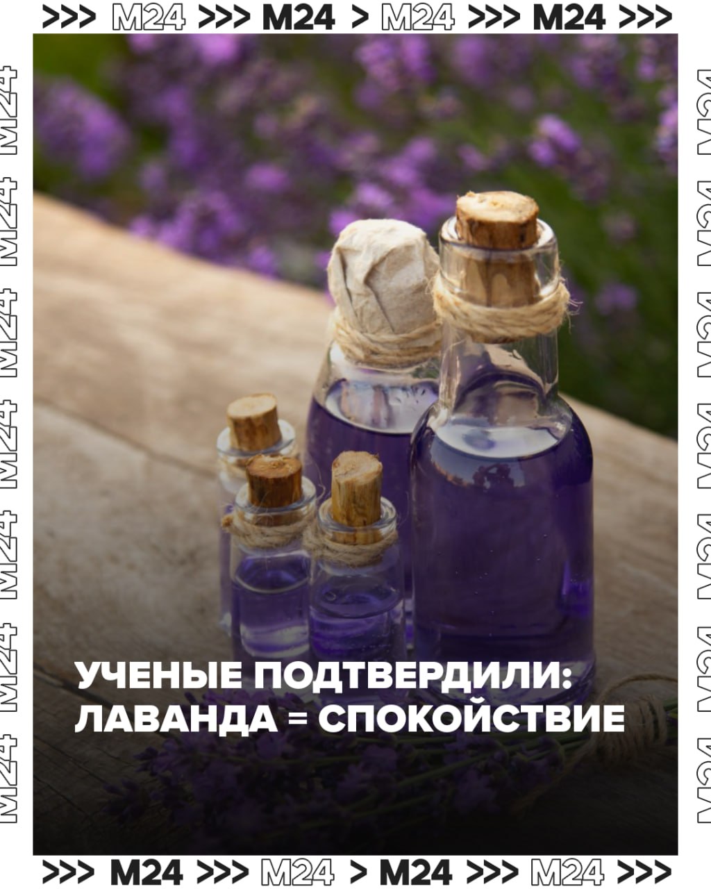 Ученые нашли супер оружие против стресса и оно пахнет лавандой Новый метаанализ 65 исследований а это 8000 человек подтвердил то что мы интуитивно чувствовали аромат лаванды это не просто приятно Он действительно снижает гормон стресса кортизол и заставляет организм производить больше гормона счастья серотонина Первые улучшения заметны уже через 2 недели Просто поставил флакончик на стол и дышишь а максимум эффекта достигается всего за пару месяцев И главное в отличие от таблеток от лаванды нет привыкания не хочется спать и никаких побочек для взрослых Кто тоже уже бежит за лавандовым маслом ставьте Shutterstock Подписаться на Москва 24 Наши каналы Новости в MAX