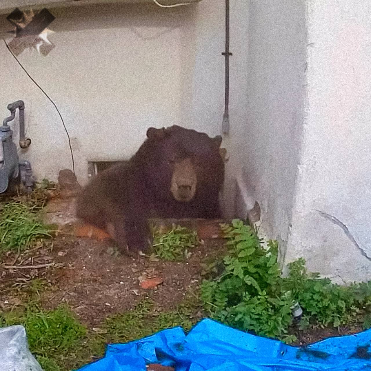 Медведя выселяли из дома в Калифорнии 37 дней 550 фунтовый зверь поселился в подвале в Альтадене в ноябре 2025 го Ловушка поймала другого более мелкого медведя с косолапым покрупнее власти не справились Хозяин дома Кен Джонсон взял все в свои руки и прогнал его пейнтболом с шариками за 10 минут 37 дней кошмара   гений с пейнтболом милое соседство НМШ