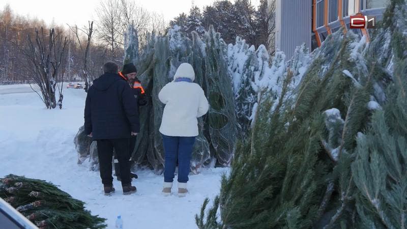 Россиянам напомнили о штрафах за вынос целой ёлки к мусорным контейнерам За неправильную утилизацию новогоднего дерева может грозить штраф до 3 тысяч рублей приводит слова члена комиссии общественной палаты РФ Евгения Машарова РИА Новости Если вынести елку на мусорку целиком то можно получить штраф в размере от 2000 до 3000 рублей за несоблюдение требований в области охраны окружающей среды при обращении с отходами производства и потребления цитирует Машарова новостное агентство Чтобы правильно утилизировать дерево его необходимо сдать на переработку продолжает собеседник По его словам переработанная древесина и хвоя пойдут на удобрения или подстилки для животных Второй вариант оставить елку на площадке для крупногабаритных отходов Подписаться Прислать новость SiTV в MAX