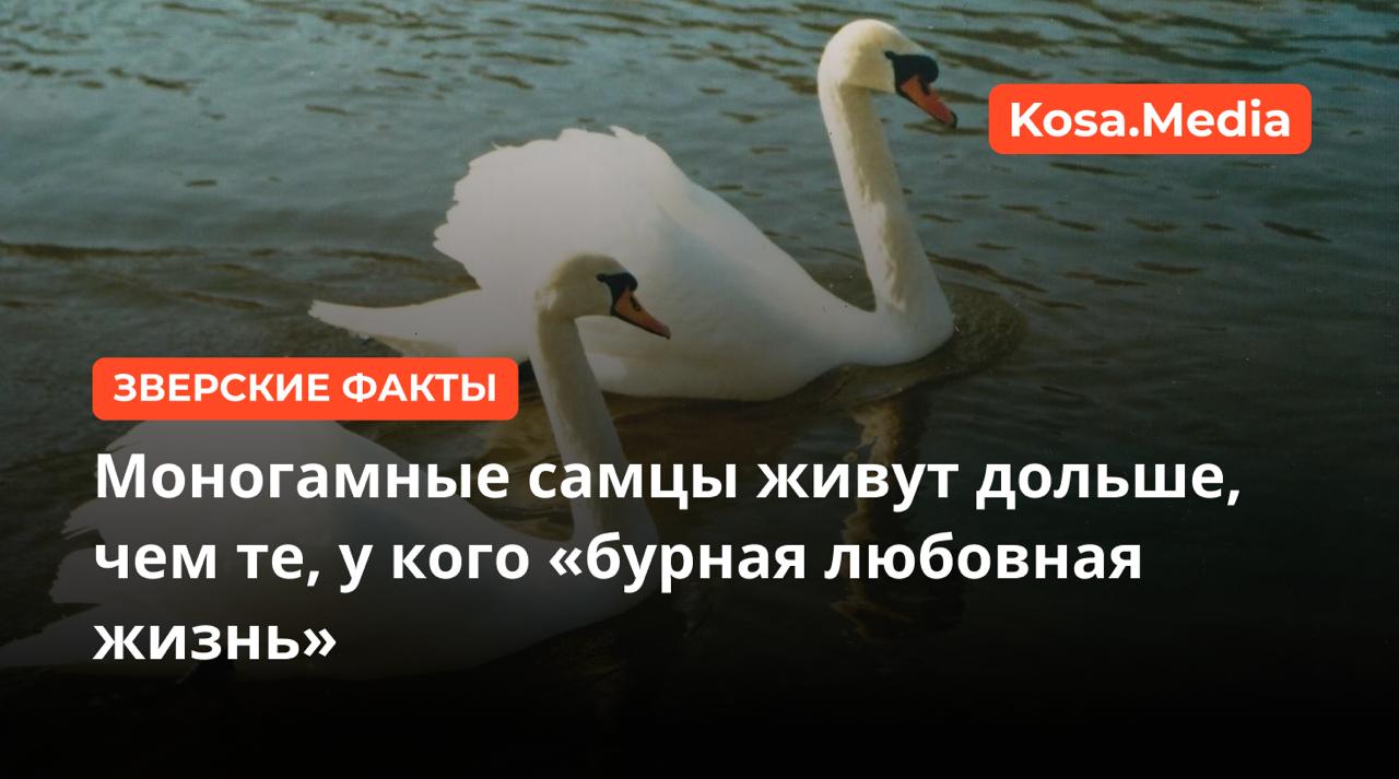 Моногамные самцы живут дольше чем те у кого бурная любовная жизнь Ученые из Института эволюционной антропологии имени Макса Планка выяснили что продолжительность жизни самцов напрямую связана с их брачным поведением Чем энергичнее и конкурентнее ухаживания тем короче жизнь Исследователи проанализировали более 1100 видов млекопитающих и птиц чтобы понять какой пол живет дольше Оказалось что у млекопитающих самки живут в среднем на 12 дольше самцов тогда как у птиц наоборот самцы опережают самок примерно на 5 Главная закономерность по словам ученых заключается в интенсивности конкуренции за партнерш У видов где самцы борются за внимание множества самок например у оленей или горилл жизнь оказывается короче Эволюция вознаграждает таких ярких и дерзких самцов но высокая энергия и частые травмы сокращают их возраст Зато у видов склонных к моногамии картина обратная Самцы волков например живут дольше самок вероятно потому что формируют долгосрочные пары А у ревунов и мармозеток где также распространена моногамия разница в продолжительности жизни между полами минимальна Ученые отметили и генетический фактор наличие двух одинаковых хромосом XX у самок действует как страховка если один ген поврежден второй компенсирует его работу Самцы млекопитающих XY такого резерва не имеют поэтому женщины и самки животных часто живут дольше Читать дальше Подписаться Вступить в комьюнити