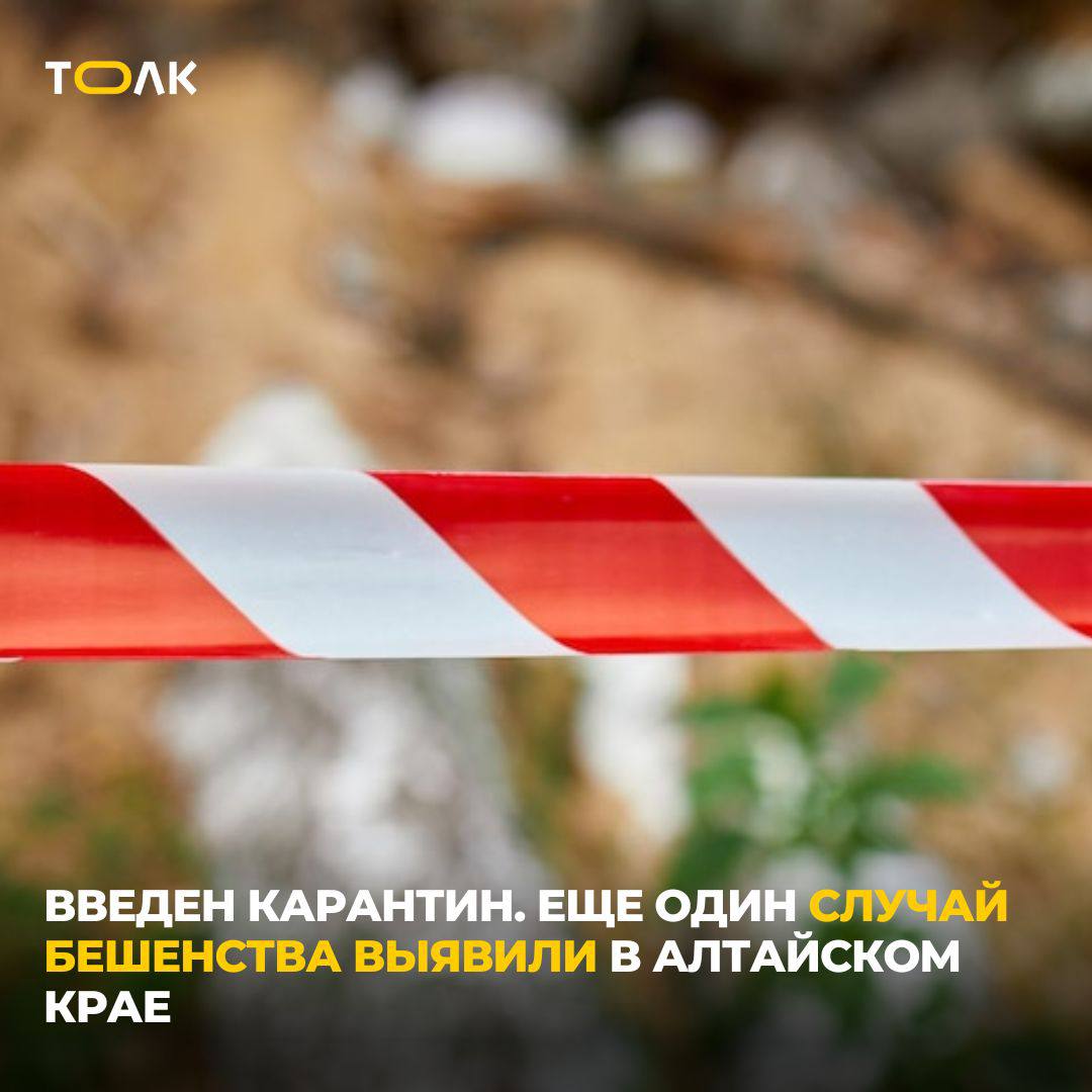 14-й случай бешенства в 2025 году зафиксировали в Алтайском крае На этот раз опасное заболевание обнаружили на территории личного подсобного хозяйства в поселке Верх-Обском Смоленского района. В действие приведены стандартные механизмы: поселок объявлен неблагополучным пунктом по бешенству, а на его территории действует карантин, который снимут лишь через 60 дней после убоя животных, у которых могут быть признаки заболевания. За период чуть более пяти месяцев в этом году в регионе уже зафиксировали на один случай заболевания больше, чем в 2024-м. В 2023 году в крае также было зафиксировано 14 случаев заболевания. ТОЛК