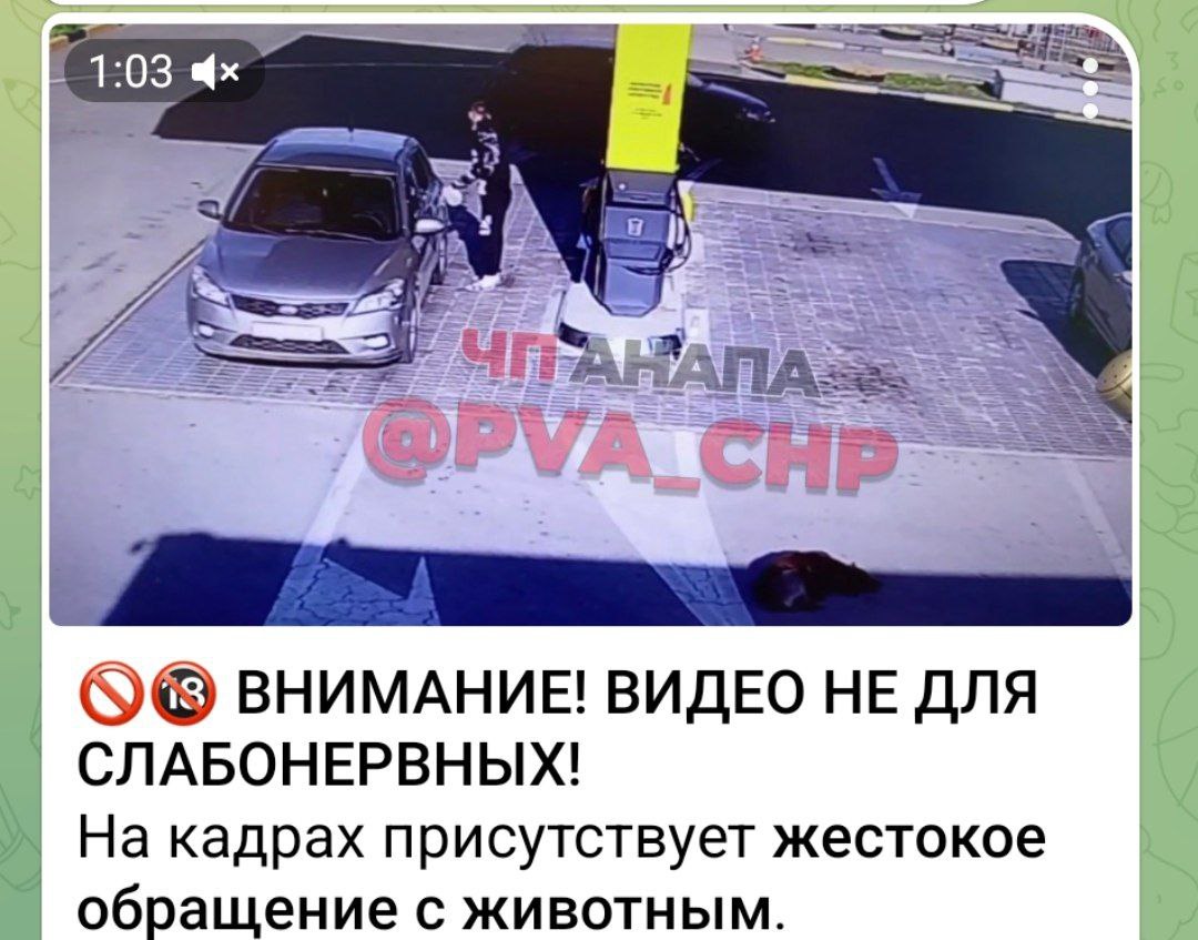 В сети Интернет полицейские выявили публикацию, на которой запечатлено, как на автозаправке в станице Гостагаевской г. Анапа водитель наехал на спящую собаку. В ОМВД России по г. Анапе инициировано проведение проверки. Устанавливаются все обстоятельства произошедшего. Полиция Кубани