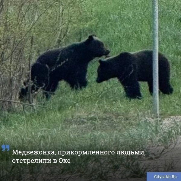 Сотрудникам охинского лесничества пришлось прибегнуть к крайним мерам и отстрелить молодого медведя, опасно привыкшего к людям.