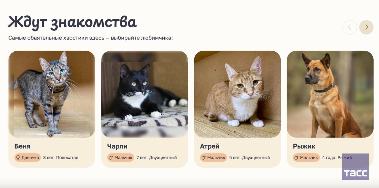 Анкеты животных из приютов представили в новом сервисе Моспитомец на mos ru Система фильтров поможет найти питомца по полу возрасту размеру и другим критериям Также там можно записаться онлайн на встречу сообщается на сайте мэра и правительства Москвы Подпишись на ТАСС Москва в Мах