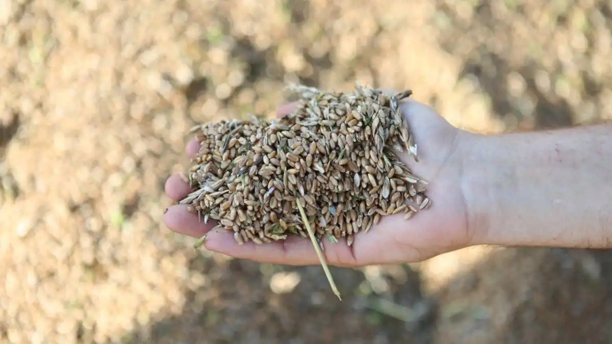 Урожай зерна в Кемеровской области в 2025 году на 35 превысил прошлогодний Какова обмолоченная площадь валовой сбор и какие муниципальные округа показали лучшую урожайность Рассказываем