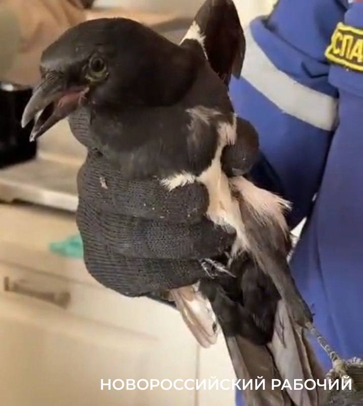 НР общество В Новороссийске из вентиляционной вытяжки достали вороненка Спасатели выручили воронёнка который залетел в вентиляционную вытяжку частного дома рассказал начальник муниципальной Службы спасения Алексей Одеров Хозяева дома слышали странные звуки доносившиеся из отверстия но и не предполагали что за живность забралась туда Специалист Службы спасения в перчатках на руках аккуратно открыл вытяжку и оттуда выпал черная птица Пернатое существо начало кусаться Да это ворона закричали хозяева Маленькая ворона уточнил спаситель Вороненка выпустили на волю во дворе Птицы порой находят разные укромные места в человеческом жилье которые могут быть опасны для них Весной 2023 года жители Южной Озереевки услышали что в их дымоходе кто то громко топает Оказалось внутри пара птиц Совы провели в темнице трое суток Чтобы их достать пришлось разбирать трубу Люди обнаружившие птиц не знали что с ними дальше делать поэтому обратились в ветклинику Сотрудники клиники позвонили известному птичьему волонтеру Наталье Колесниковой Наталья долго долго отмывала птиц с мылом и в чистой воде После этих водных процедур Наталья сама была вся в саже ванная в грязи Но оперение удалось очистить У самки сажа попавшая в глаза повредила роговицу Глазки сычихе подлечили После реабилитации пару выпустили novorab official Мы в МАХ