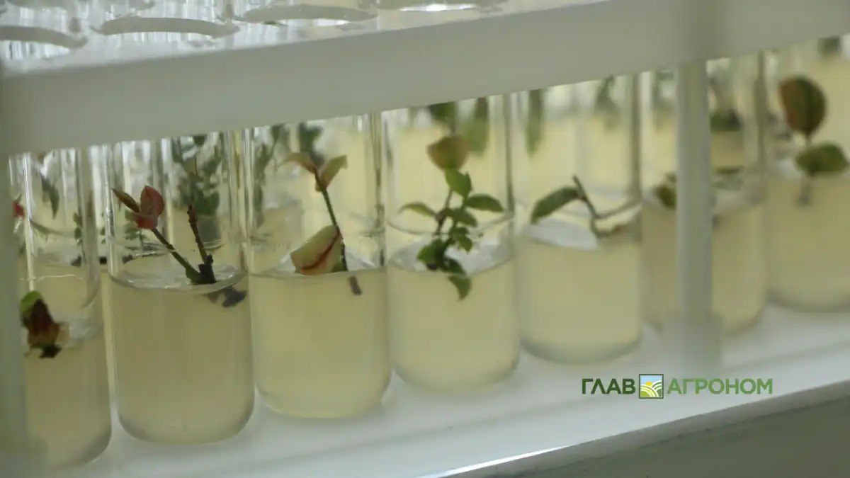 Тысяча агроклассов появилась в школах России за год В российских школах в 2025 году появилась примерно одна тысяча агроклассов с целью привлечения молодежи в сферу сельского хозяйства Подробнее читайте