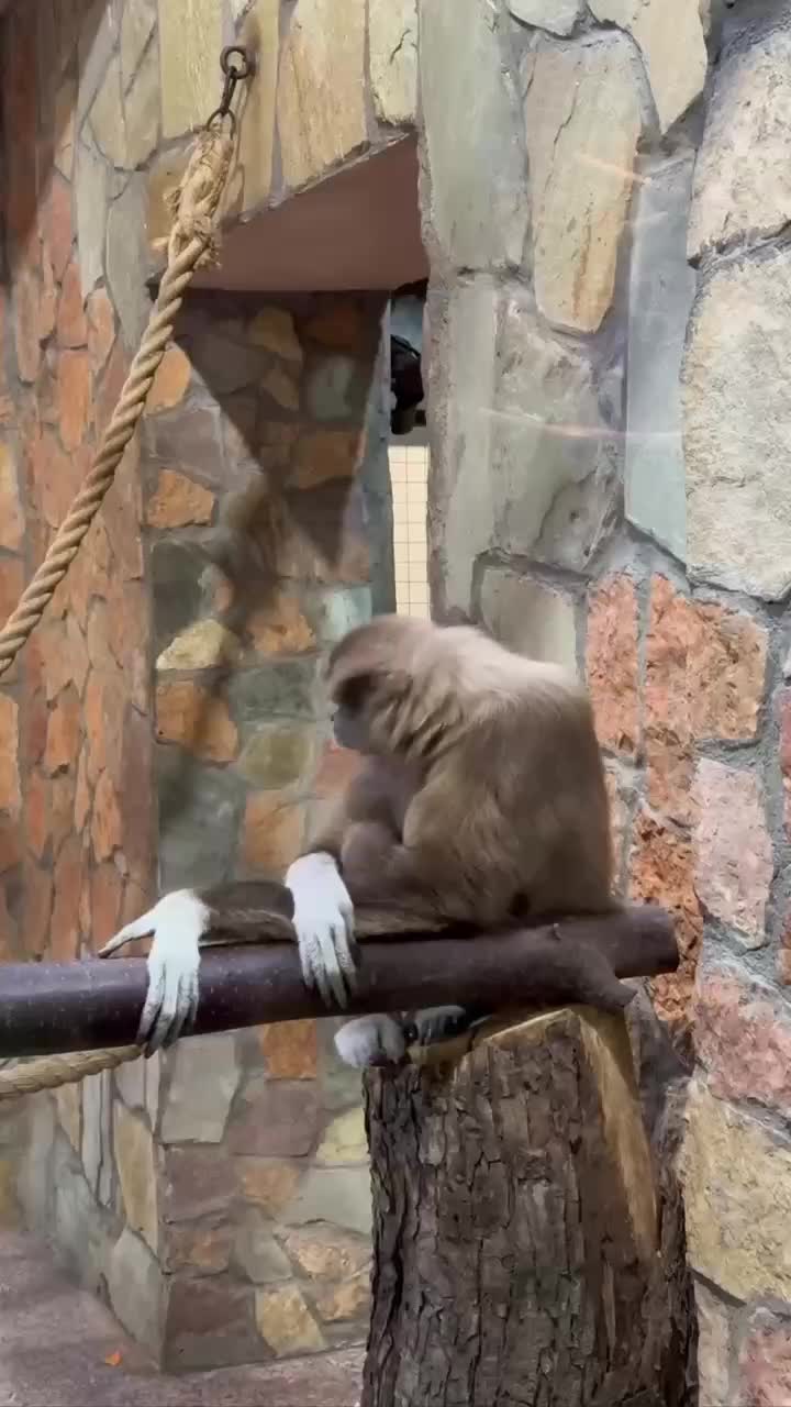 В Ленинградском зоопарке родился детеныш белоруких гиббонов