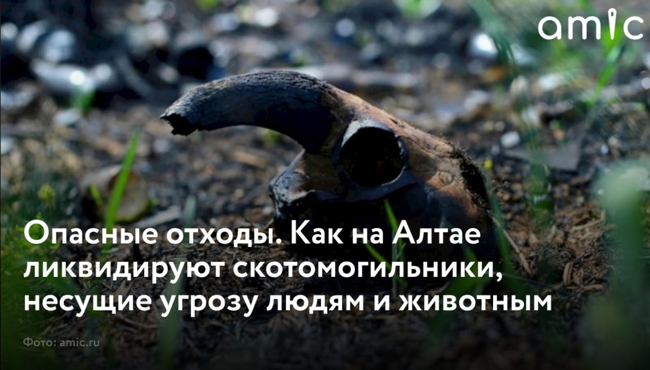 К концу 2025 года в Алтайском крае полностью завершили мероприятия по ликвидации ненужных скотомогильников которые длились с 2021 го Об этом в ходе интернет форума на сайта краевого правительства рассказал начальник управления ветеринарии Алтайского края Владимир Самодуров Он напомнил что бесхозные места захоронения где не соблюдаются обязательные санитарные требования представляют огромную угрозу как для других животных так и для людей В то же время продолжается работа по развитию альтернативного способа утилизации биологических отходов для ветеринарных служб края активно закупают крематоры О том сколько всего скотомогильников ликвидировали сколько их осталось и сколько крематоров работает в регионе в материале amic ru В настоящее время мероприятия по ликвидации скотомогильников использование которых не является необходимым для обеспечения хозяйственной деятельности в рамках государственной программы завершены Все скотомогильники расположенные на территории Алтайского края не имеющие собственников ликвидированы в полном объеме пояснил Владимир Самодуров Планируется что поэтапная работа по обеспечению ветучреждений региона крематорами будет полностью завершена уже в 2026 году Вопросы по обращению с биологическими отходами находятся на постоянном контроле управления ветеринарии Алтайского края