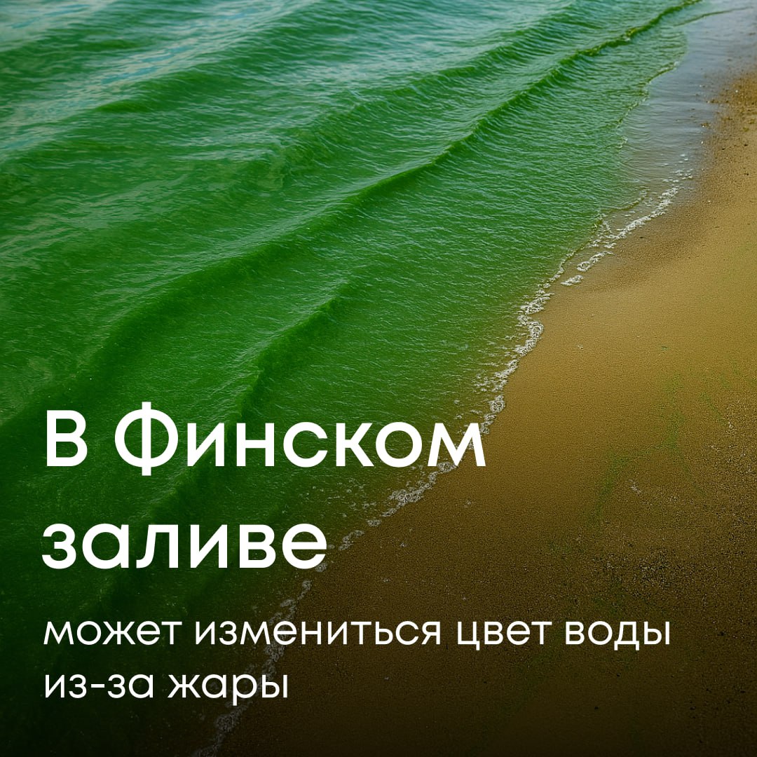 Жаркая погода в Петербурге и Ленобласти влияет и на природу: температура воды в Финском заливе достигла +21 °C. Такие условия особенно на мелководье способствуют активному росту синезеленых водорослей цианобактерий . Из-за них вода может менять цвет — появляются ярко-зеленые, серо-голубые и болотные пятна, прежде всего у берегов. Иногда отмирающие водоросли образуют темные сгустки, которые визуально можно спутать с нефтепродуктами. Важно: при массовом развитии синезеленые водоросли могут снижать уровень кислорода в воде и вырабатывать токсины. Купание в местах цветения воды может быть небезопасно для человека и животных.