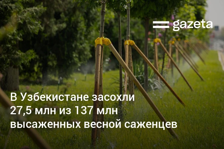 Из 137 млн деревьев и кустарников высаженных весной в рамках программы Яшил макон в Узбекистане засохли 27 5 млн 20 Среди причин называется раннее наступление жары из за которой молодые деревья не успевают прижиться а на их полив уходит в 2 3 раза больше воды В связи с этим президент указал на необходимость расширить осеннюю посадку в нынешний сезон планируется высадить 125 млн деревьев и кустарников ещё 75 млн весной При этом саженцы не должны высаживаться в местах где отсутствует система орошения   www gazeta uz ru 2025 09 30 trees Telegram Instagram YouTube