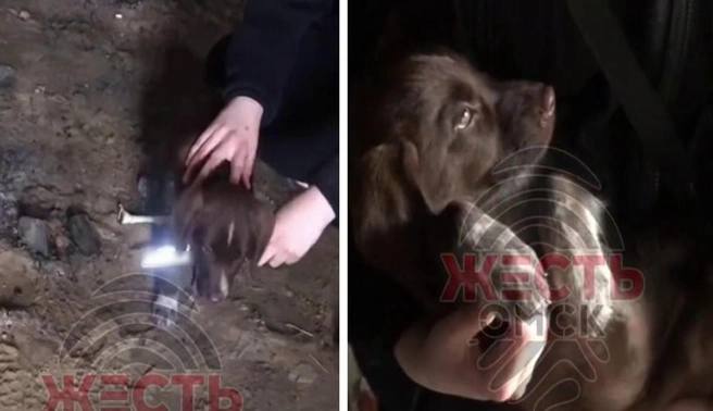 В Омске подростки пытались зарезать щенка Две девочки сняли на видео издевательства над щенком: они тыкали в собаку ножом и пытались порезать горло. Пока одна говорит, что боится, вторая подначивает ее со словами: «Давай, давай. Прям так резко и все. Воткни просто». В полиции сообщили, что 25 мая подростки нашли щенка через сайт объявлений. Затем в недостроенной многоэтажке на Маяковского они истязали животное. В конце издевательств младшая ударила щенка кирпичом по голове. — После совершенных действий подростки ушли, а когда вернулись щенка на оставленном месте не обнаружили. Жив он или нет — неизвестно. Девочек 12-ти и 13-ти лет нашли. Старшая уже состоит на профилактическом учете за административное правонарушение. Младшая — поставлена на учет. — Родители школьниц будут привлечены к административной ответственности из-за неисполнения обязанностей по содержанию и воспитанию несовершеннолетних. Решается вопрос о помещении подростков в Центр временного содержания несовершеннолетних правонарушителей. Фото: «Жесть Омск» ⏹