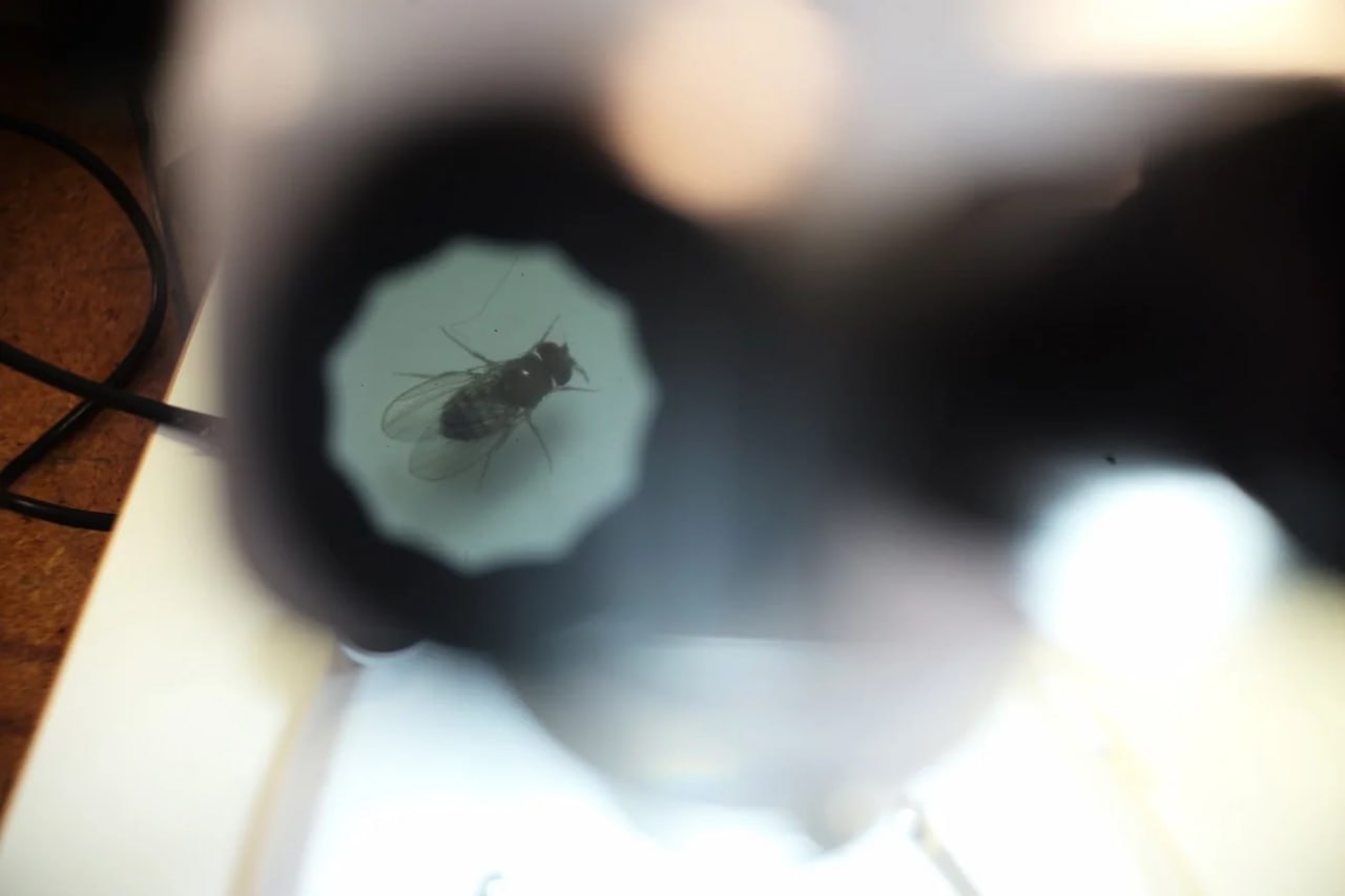 Космическая династия потомки мух с Биона М отправятся в космос в ноябре Прямые потомки мух дрозофил уже побывавших на орбите на спутнике Бион М 2 полетят на МКС Старт 27 ноября Насекомые проведут две недели на станции после чего вернутся на Землю Цель изучить как длительное пребывание в космосе повлияло на репродуктивную систему двух поколений мух Фото Иван Тимошенко Роскосмос Медиа