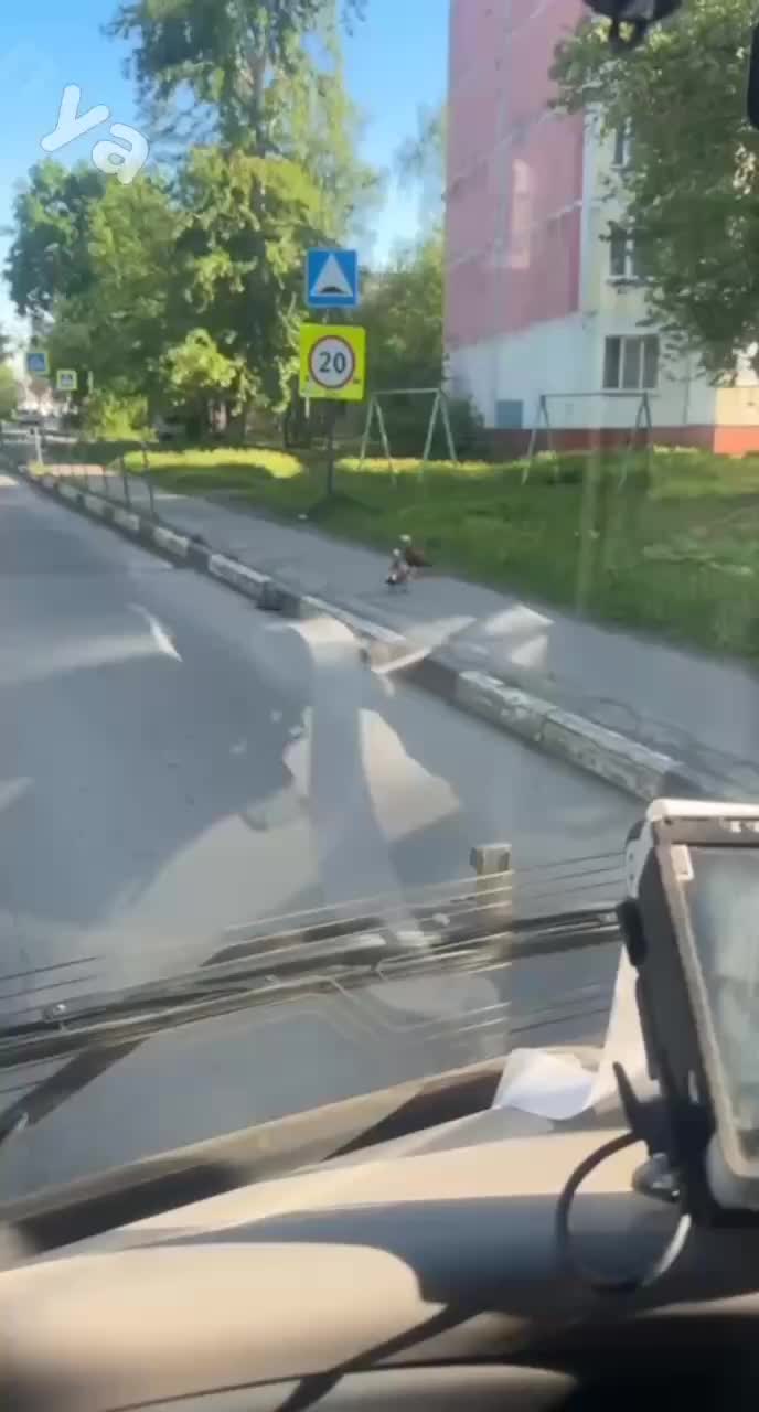 Лобненцы оказали помощь утиному семейству при переходе дороги