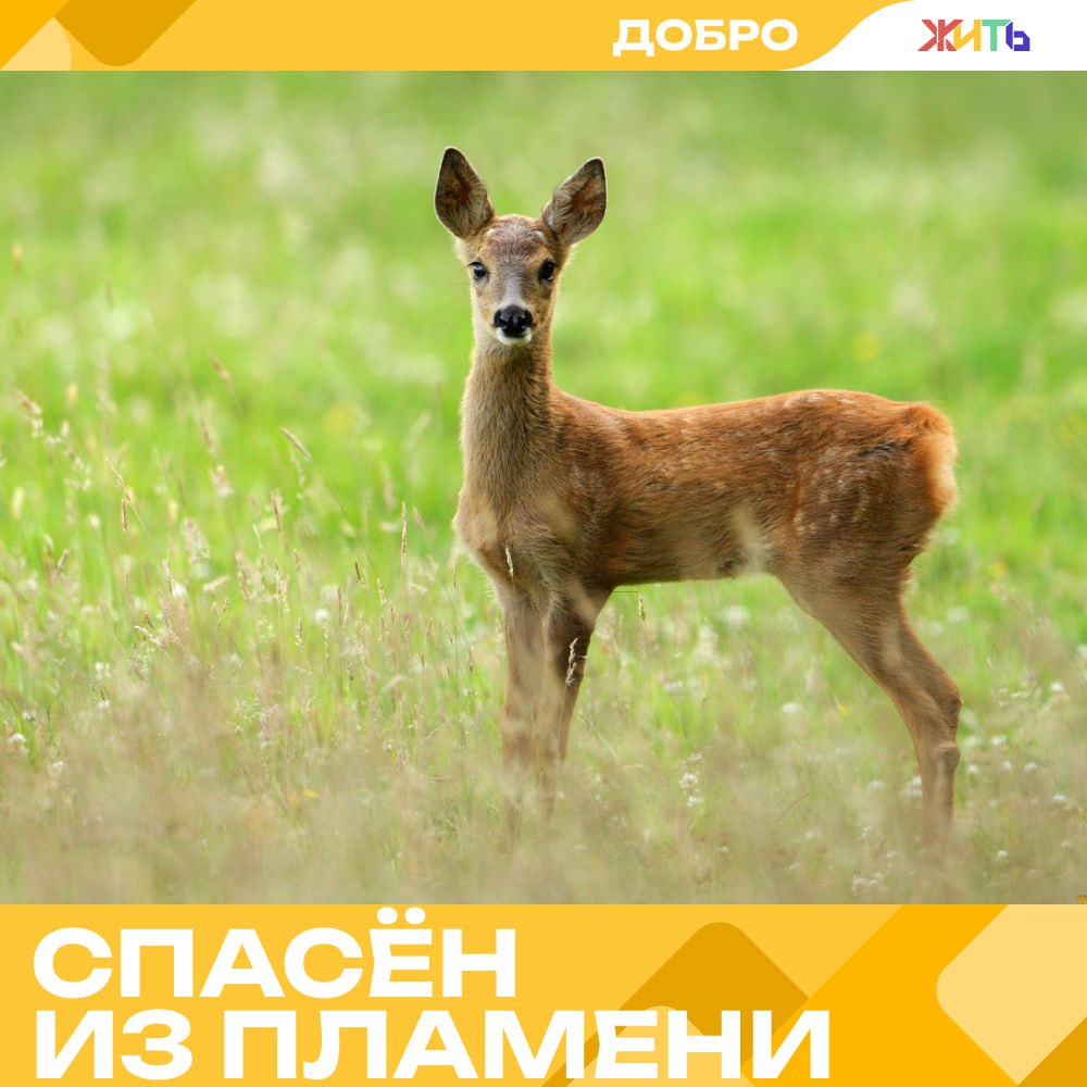 Косулёнок Миша чудом выбрался из пожара — благодаря волонтёрам Под Зыково, в самом эпицентре пожара в Забайкалье, совсем рядом с линией огня волонтёры нашли крошечного косулёнка. Малыш был в полутора метрах от пылающего участка — уставший, напуганный, но живой. Косулёнка, которого назвали Мишей, привезли в волонтёрский центр, а затем передали заботливой жительнице одного из близлежащих сёл. Сейчас женщина кормит его молоком, помогает набраться сил, а специалисты следят за условиями его проживания. Позже малыша перевезли в Читинский зоопарк. Пока не решено, вернётся ли Миша обратно к своей спасительнице, но главное — он в безопасности и окружён вниманием. — добро сильнее огня Самый добрый проект страны