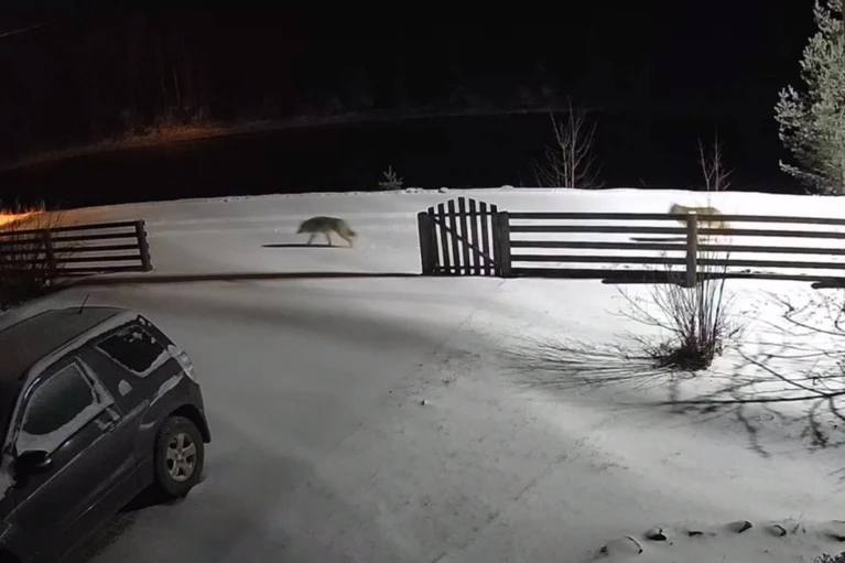 Дети из карельских деревень в школу ходят с волками Родители учеников из посёлка Берёзовка сообщили в соцсетях что их детей выгнали из автобуса который ехал в школу Кондопоги Мало того что их выгнали на мороз так ещё и оставили в потенциально опасной ситуации ведь совсем недавно в соседнем районе местные заметили волков Внимание на инцидент обратила депутат Заксобрания Карелии Эмилия Слабунова ведь это уже не первый случай Так в деревне Виданы Пряжинского района ученик который ездит в Чалнинскую школу идёт до точки сбора детей по дороге где бродят волки В министерстве образования Карелии пояснили что ребёнок живет на удалённой улице где односторонняя дорога вдоль берега реки Автобус не может туда подъехать и развернуться Поэтому для ученика разработали отдельный график посещения уроков Его подвозят самостоятельно родители ко второму третьему уроку телеграм канал Слабуновой Читай нас в MAX Читай нас в Telegram