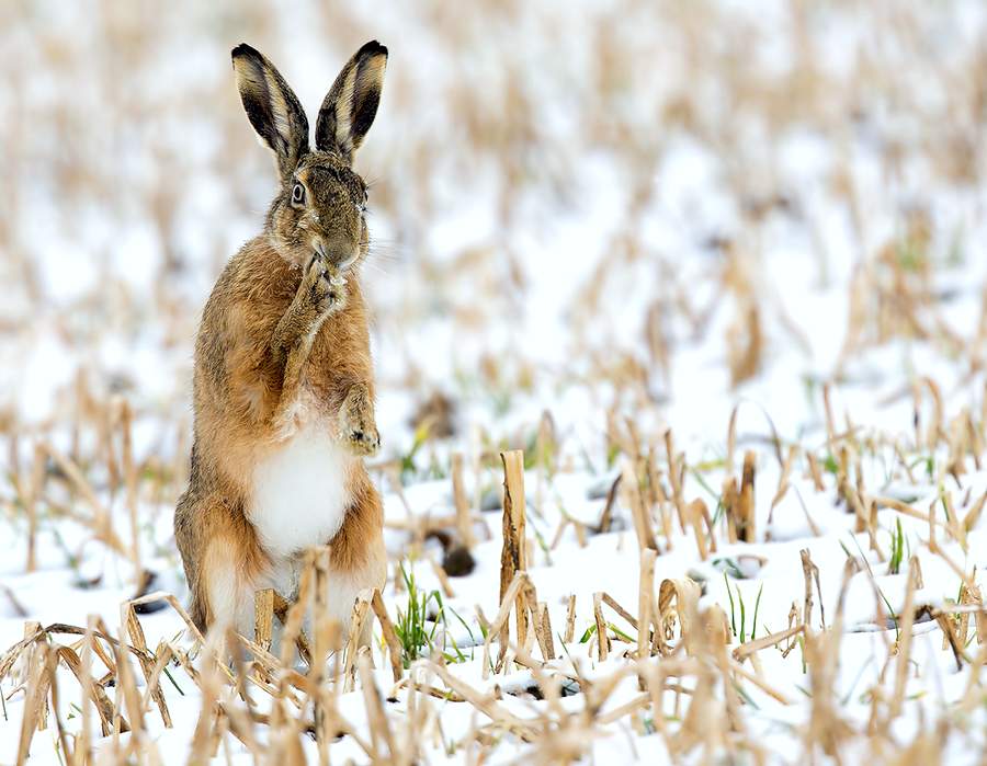 Открытие сезона охоты на зайца правила и рекомендации С первой субботы ноября по последнее воскресенье января открыта охота на зайца беляка и русака любого пола и возраста Как сообщил старший государственный инспектор отдела государственного контроля Витебской областной инспекции охраны животного и растительного мира Вячеслав Солдатов охотиться можно в светлое время суток с подхода из засады загоном с использованием гладкоствольного оружия и патронов снаряженных дробью охотничьих собак всех пород Безружейный способ с борзыми собаками ловчими птицами  За нарушения предусмотрена административная ответственность штраф с конфискацией или без конфискации орудий охоты и с лишением специального права Сайт TikTok VK Instagram YouTube ОК Стикерпак ВВ Чат бот